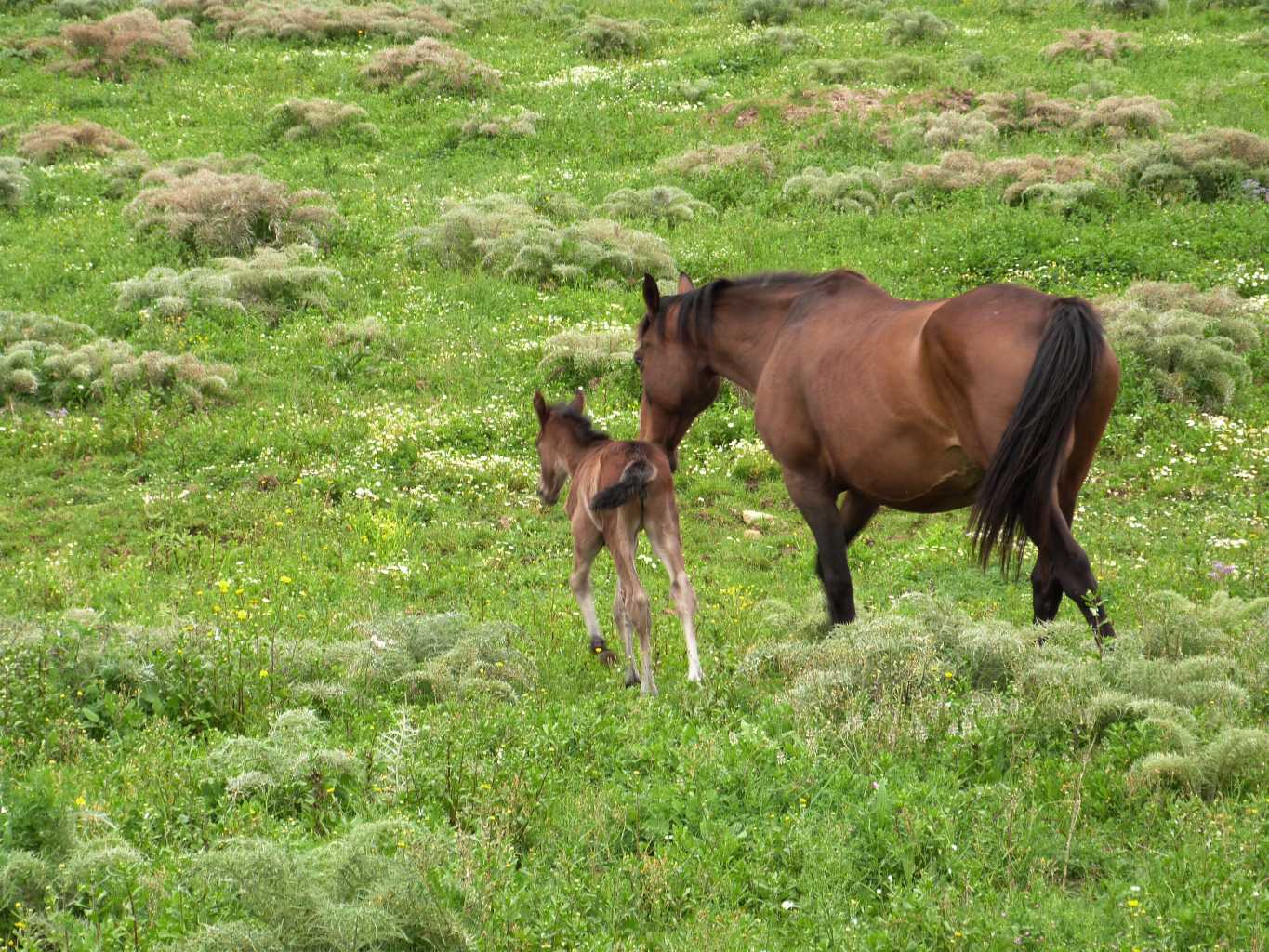 Animali al pascolo